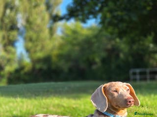 Miniature Dachshund dogs Stud!! - Advert 17