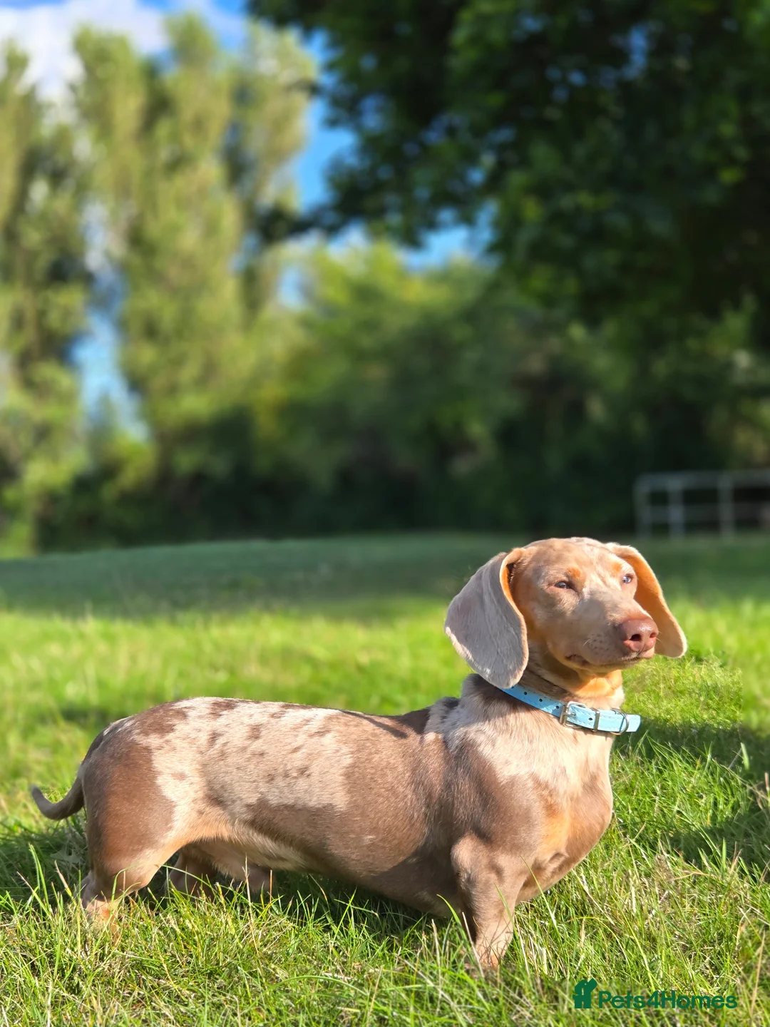 Miniature Dachshund dogs for stud: Stud!! - Advert 1