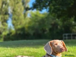 Miniature Dachshund dogs Stud!! - Advert 20