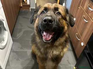 Mixed Breed dogs Urgent Home Required. - Advert 4