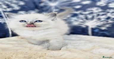 Ragdoll cats Cute Ragdoll kittens  - Advert 4