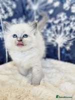 Ragdoll cats Cute Ragdoll kittens - Advert 4