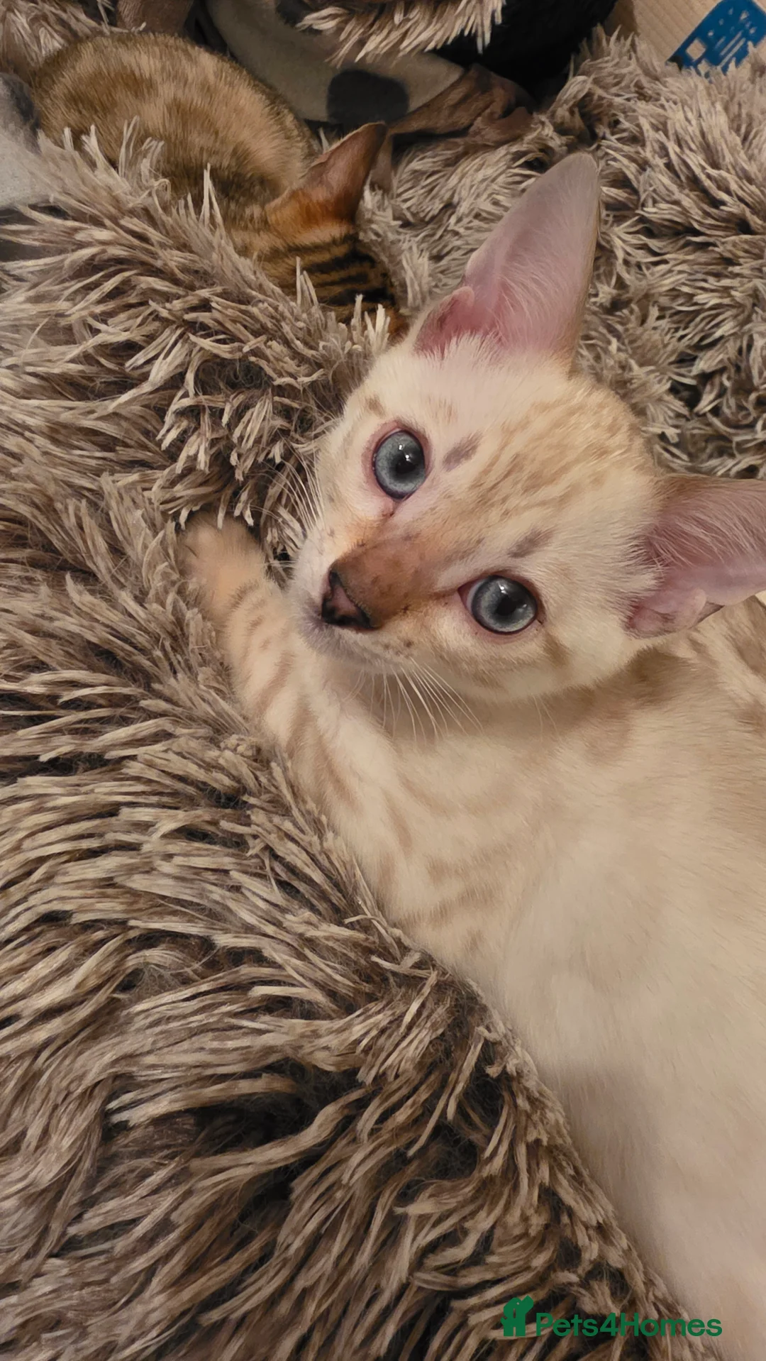 Bengal cats for sale: Beautiful 🐾 5 BENGALPARADISE 🐾 Kittens - Advert 3