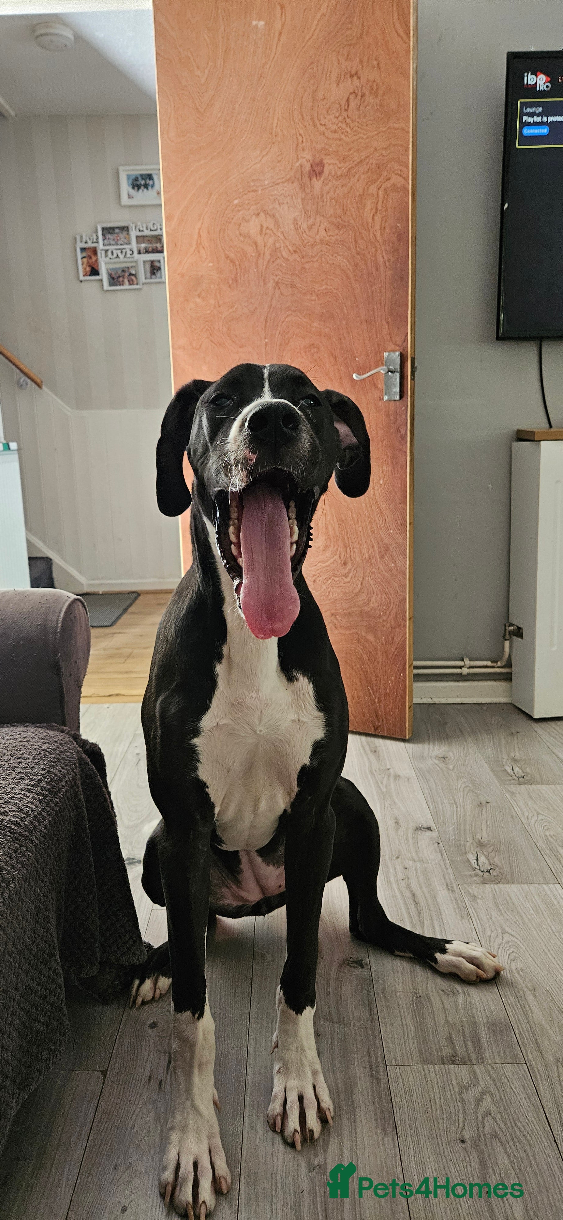 Great Dane dogs Beautiful girl - Advert 2