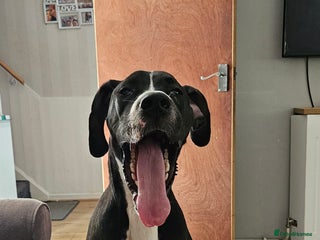 Great Dane dogs Beautiful girl - Advert 1