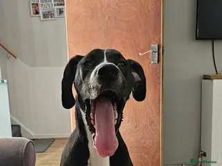 Great Dane dogs Beautiful girl - Advert 13