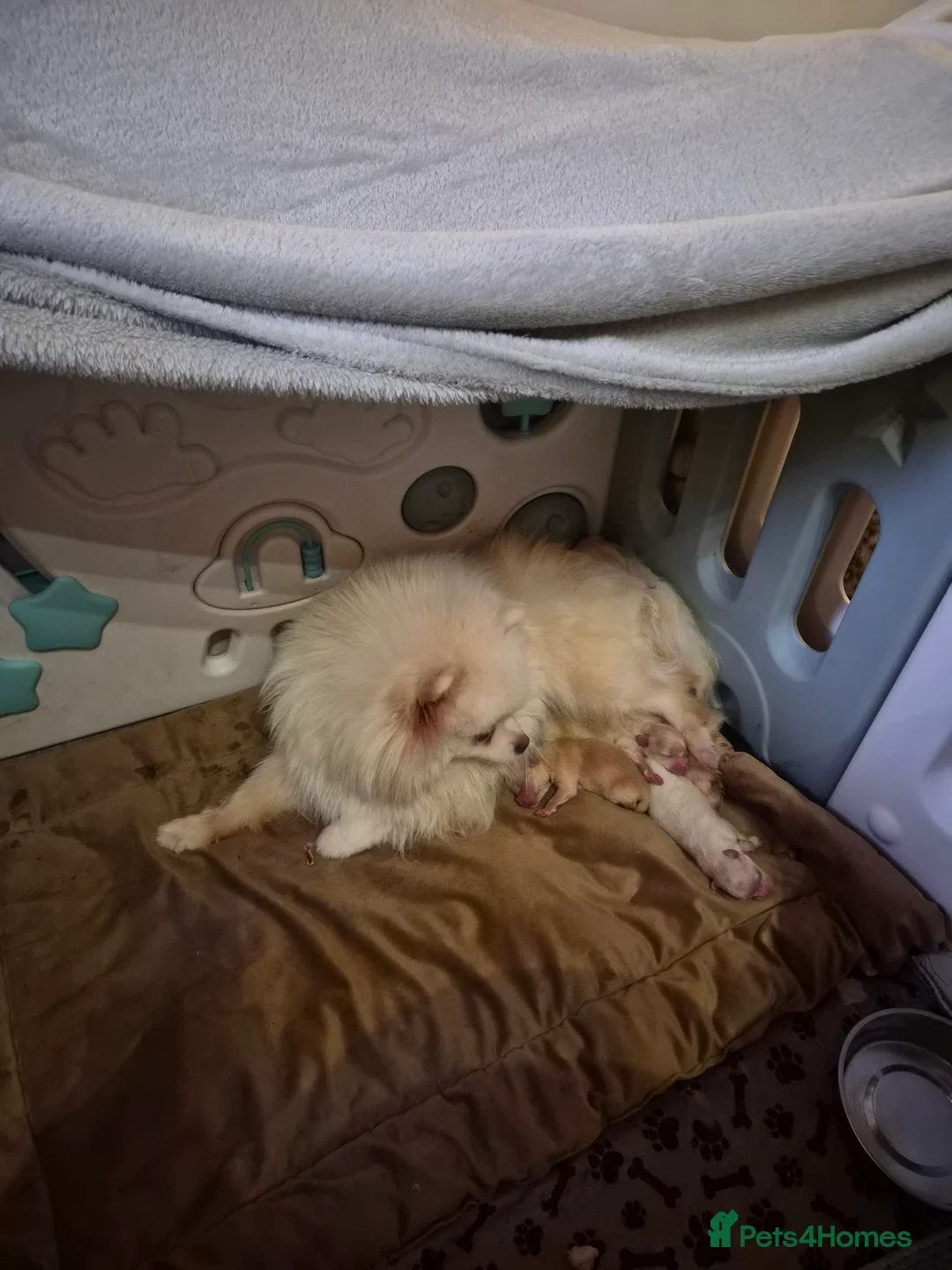 Pomeranian dogs for sale: 💝High Quality Korea/ Russia Babies💝 - Advert 29