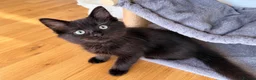 Ragcoon cats for sale: 🐾 Seal Point Ragdoll×Silver Maine Coon Kittens 🐾 - Advert 5