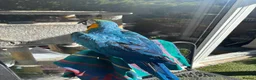 Macaws birds for sale: Blue and gold Macaw in London - Advert 9