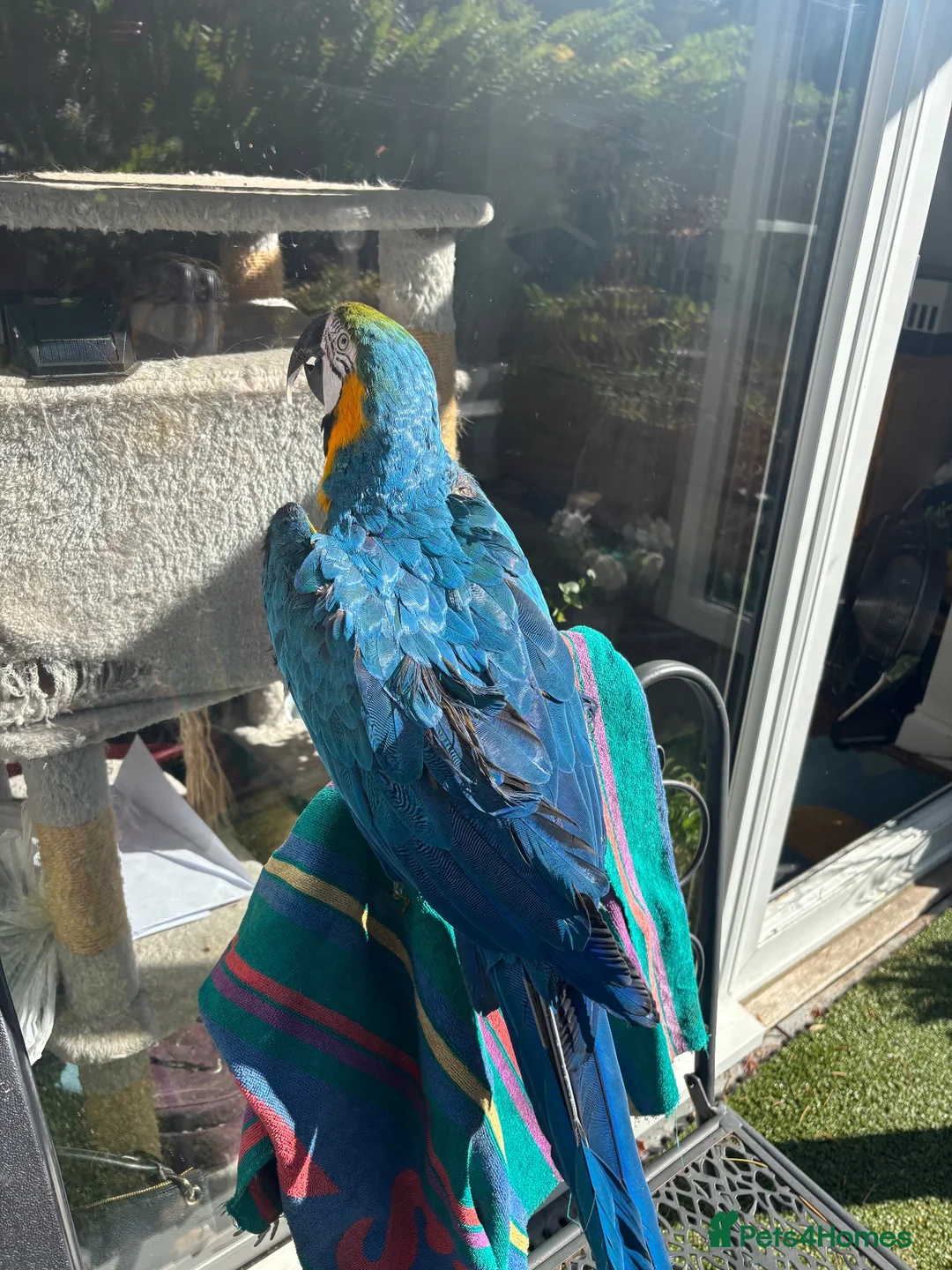 Macaws birds for sale: Blue and gold Macaw in London - Advert 9