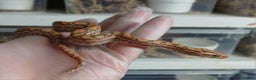 Boa Snake reptiles for sale: Brazilian Rainbow Boa's T-Albino - Advert 6