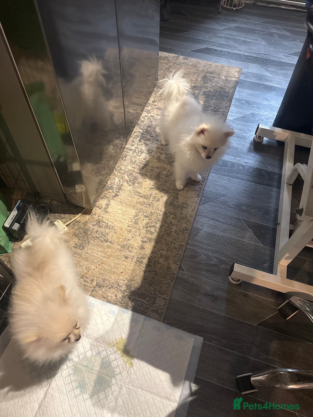 Pomeranian dogs for sale: Pomeranian  - Advert 1