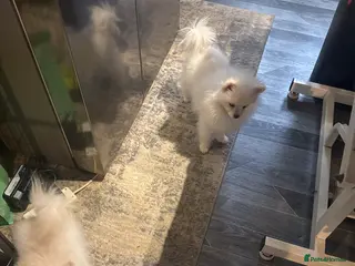 Pomeranian dogs Pomeranian - Advert 10