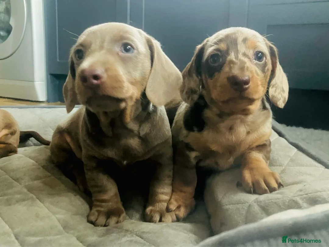 Miniature Dachshund dogs for sale: PRA Cord 1, DM, OI Clear Miniature Dachshund Pups - Advert 2