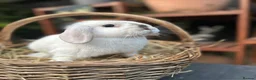 Mini Lop rabbits for sale: Mini lop baby rabbit - Advert 4