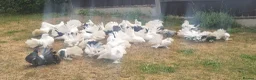 Pigeons birds for sale: Indian fantails  - Advert 1