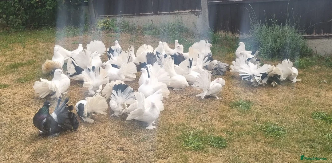 Pigeons birds for sale: Indian fantails  - Advert 1