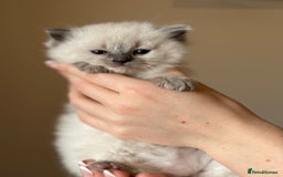 Ragdoll cats for sale: Exceptional Quality Ragdoll Kittens - Image 3