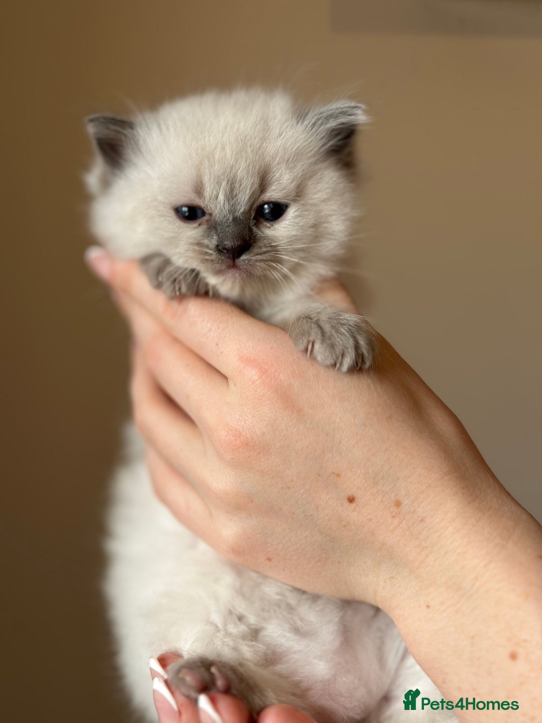 Ragdoll cats for sale: Exceptional Quality Ragdoll Kittens - Image 3