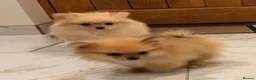 Pomeranian dogs for sale: 2 fluffy Pomeranians for sale  - Advert 7