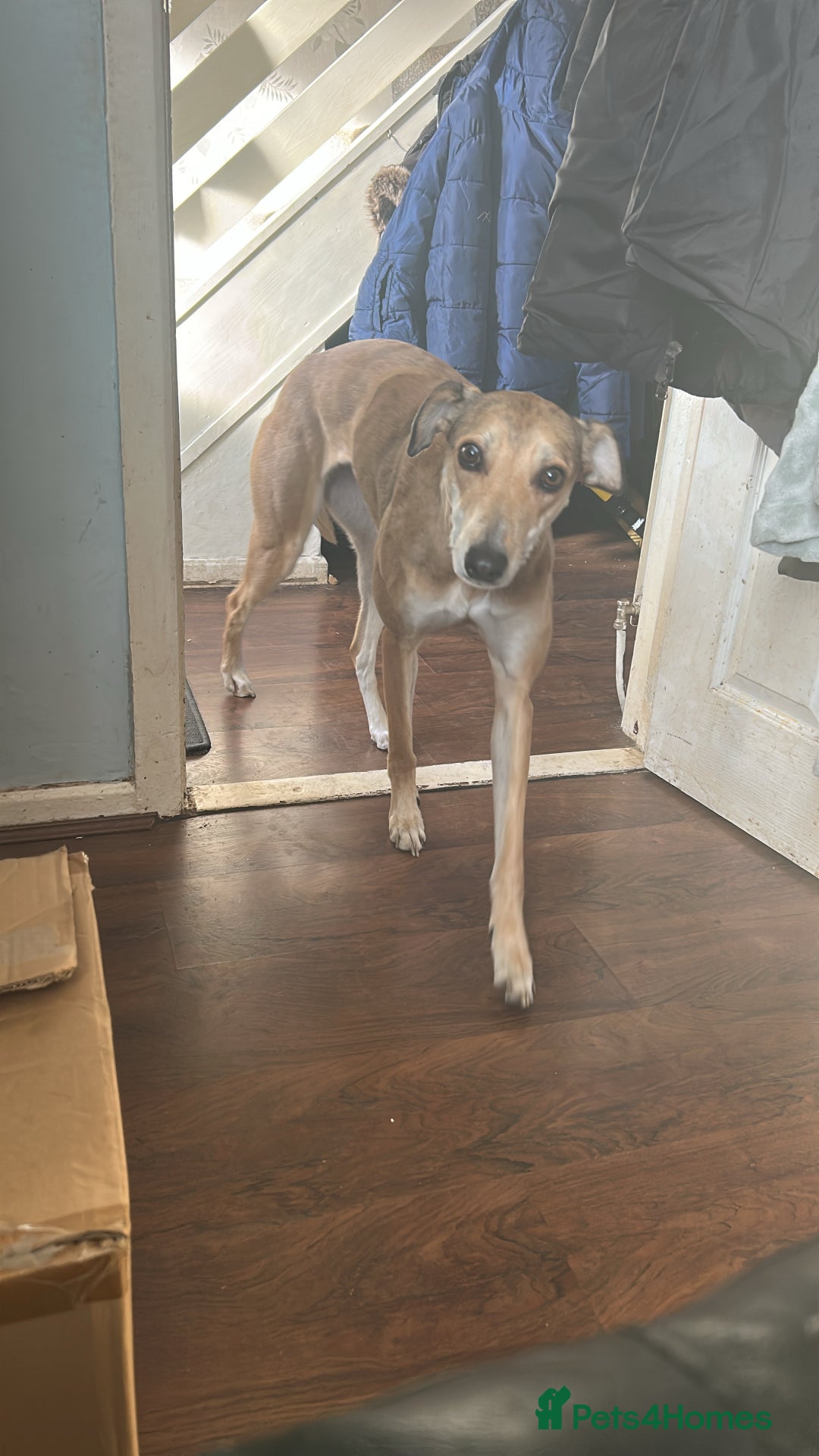 Lurcher dogs for sale: Collie,whippet,greyhound/saluki,bull,greyhound  - Image 10