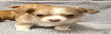 Chihuahua Puppy 1