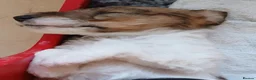 Fox Terrier dogs for sale: KC Wire haired fox terrier pups based in Kent - Advert 20