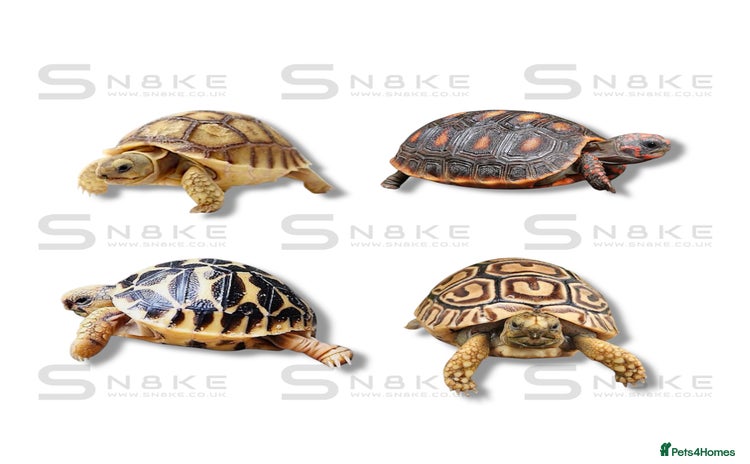 Tortoise reptiles Sulcata : Red-Footed : Leopard : Indian Star - Advert 5