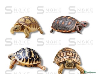 Tortoise reptiles Sulcata : Red-Footed : Leopard : Indian Star - Advert 3