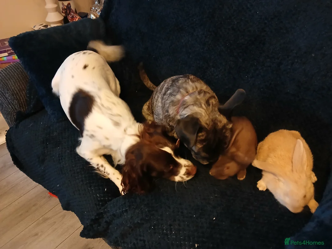 Mixed Breed rabbits for sale: Female Bunny 1.6 years old - Advert 6