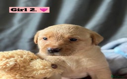 Labrador Retriever dogs for sale: 🐶 8 Gorgeous KC Labrador Puppy’s 🐶 - Image 7