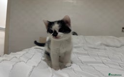 Mixed Breed cats for sale: 3 beautiful kittens looking for new home - Image 19