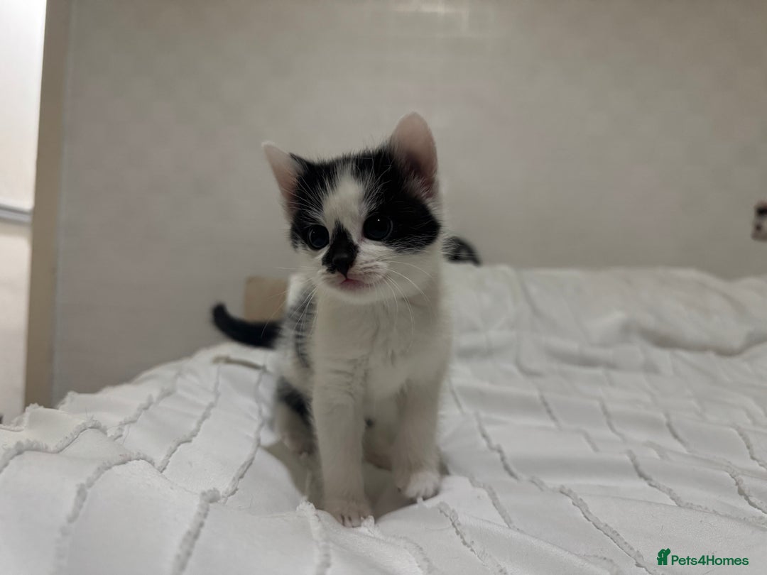 Mixed Breed cats for sale: 3 beautiful kittens looking for new home - Image 19