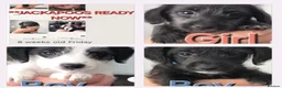 Toy Poodle dogs for stud: *JACKAPOOS READY NOW*2 TOY POODLE STUDS AVAILABLE  - Advert 3