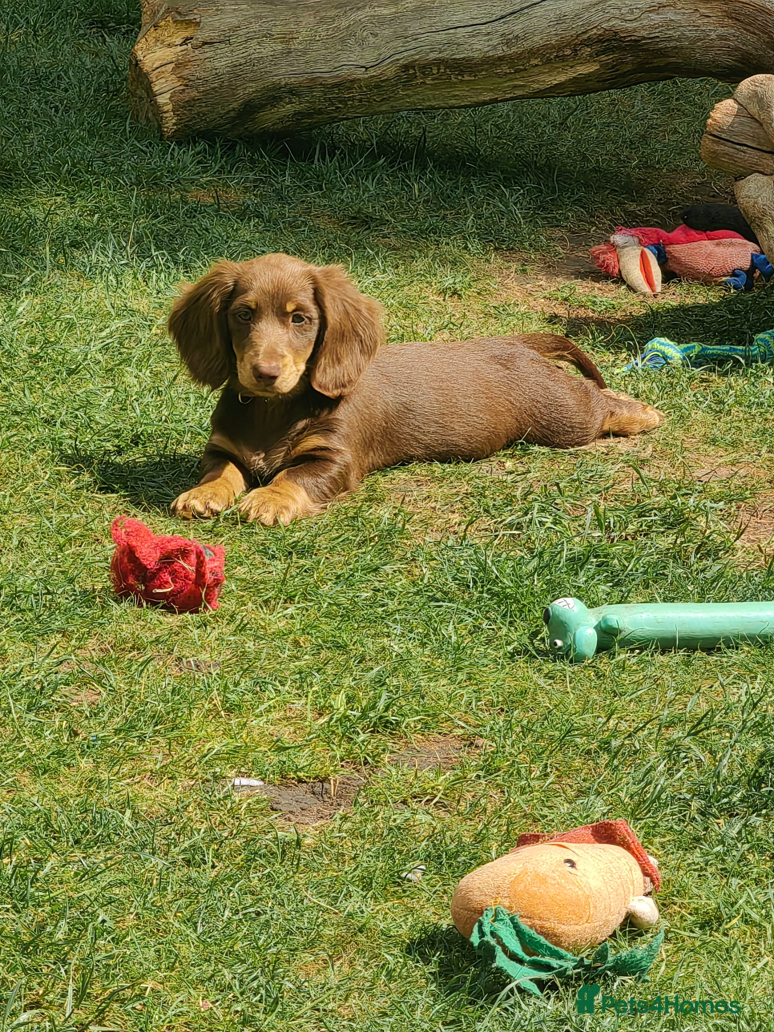 Miniature Dachshund dogs Puppies of the miniature long-haired dachshund.  - Advert 1