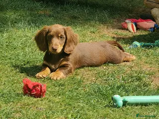 Miniature Dachshund dogs Puppies of the miniature long-haired dachshund. - Advert 2