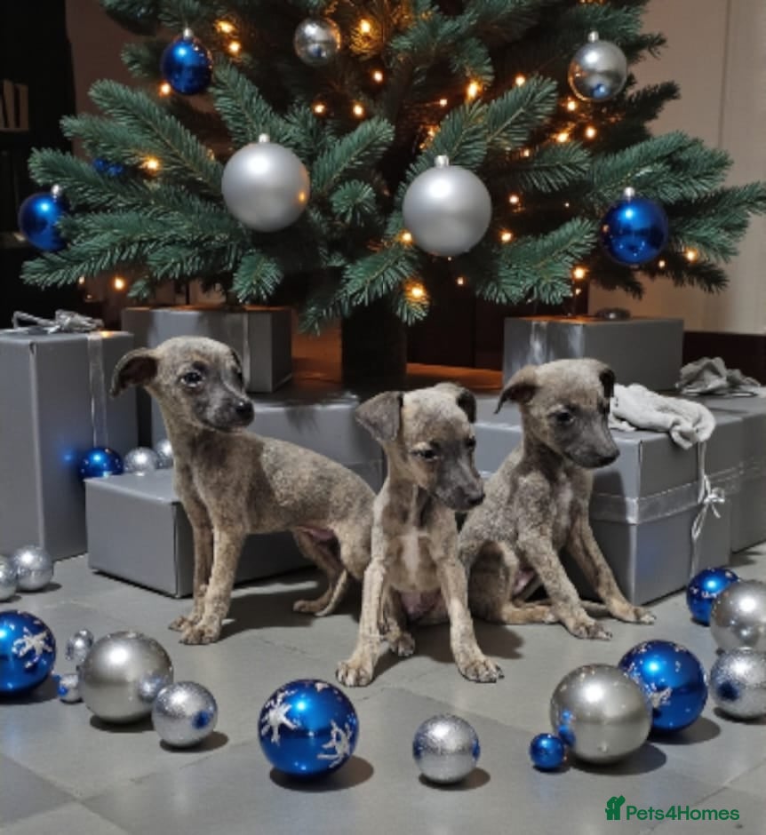 Whippet dogs Beautiful whippet puppies  - Advert 9