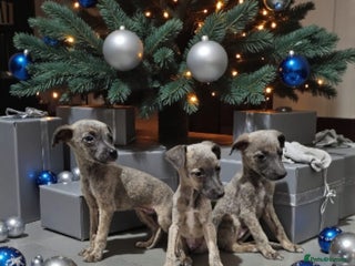 Whippet dogs Beautiful whippet puppies - Advert 9