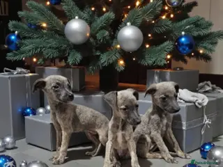 Whippet dogs Beautiful whippet puppies - Advert 3