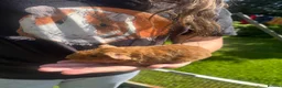 Guinea Pig rodents for sale: Baby Boy/Boar & Baby Girl/Sow Guinea Pigs, Teddy - Advert 16