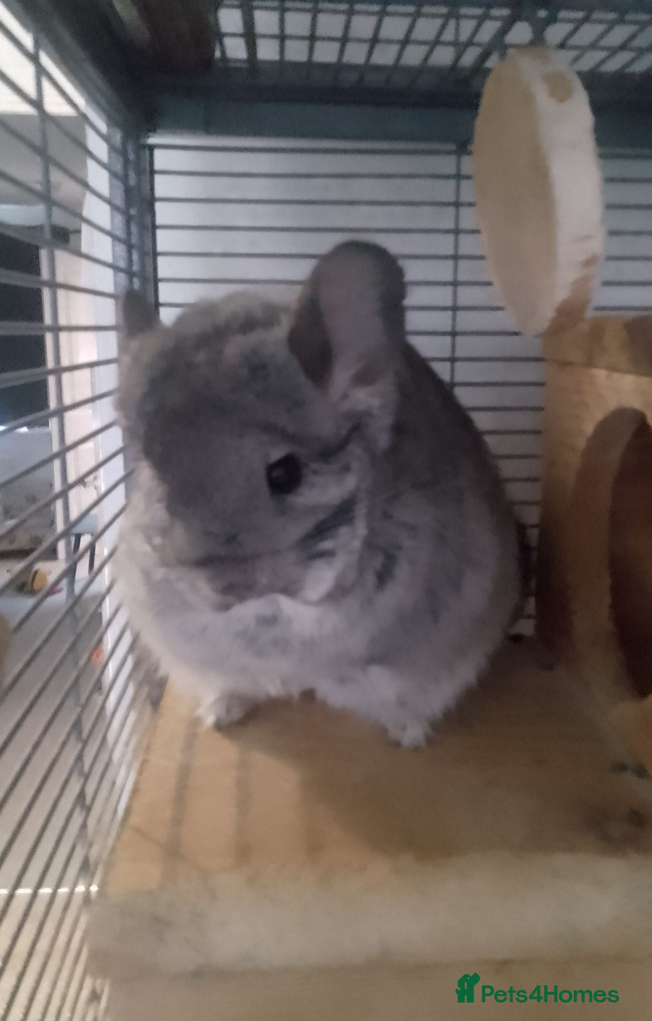 Chinchilla rodents Bonded chinchilla pair (Angora & Standard Grey) - Advert 1