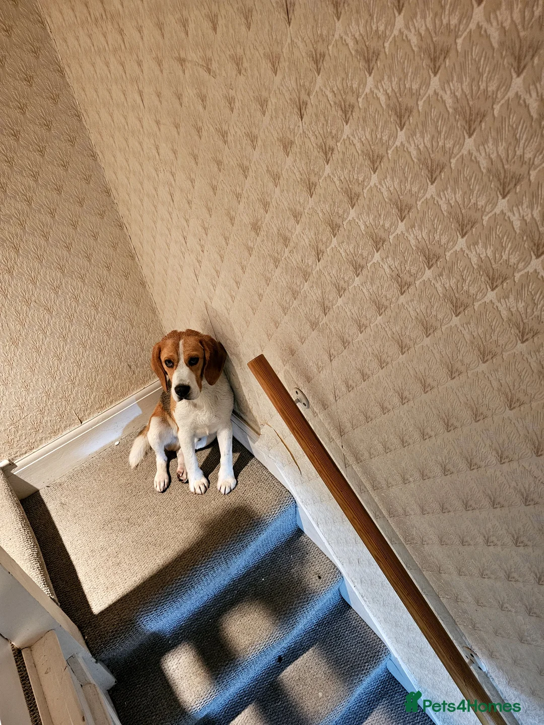 Beagle dogs for stud: Beagle for stud - Advert 4