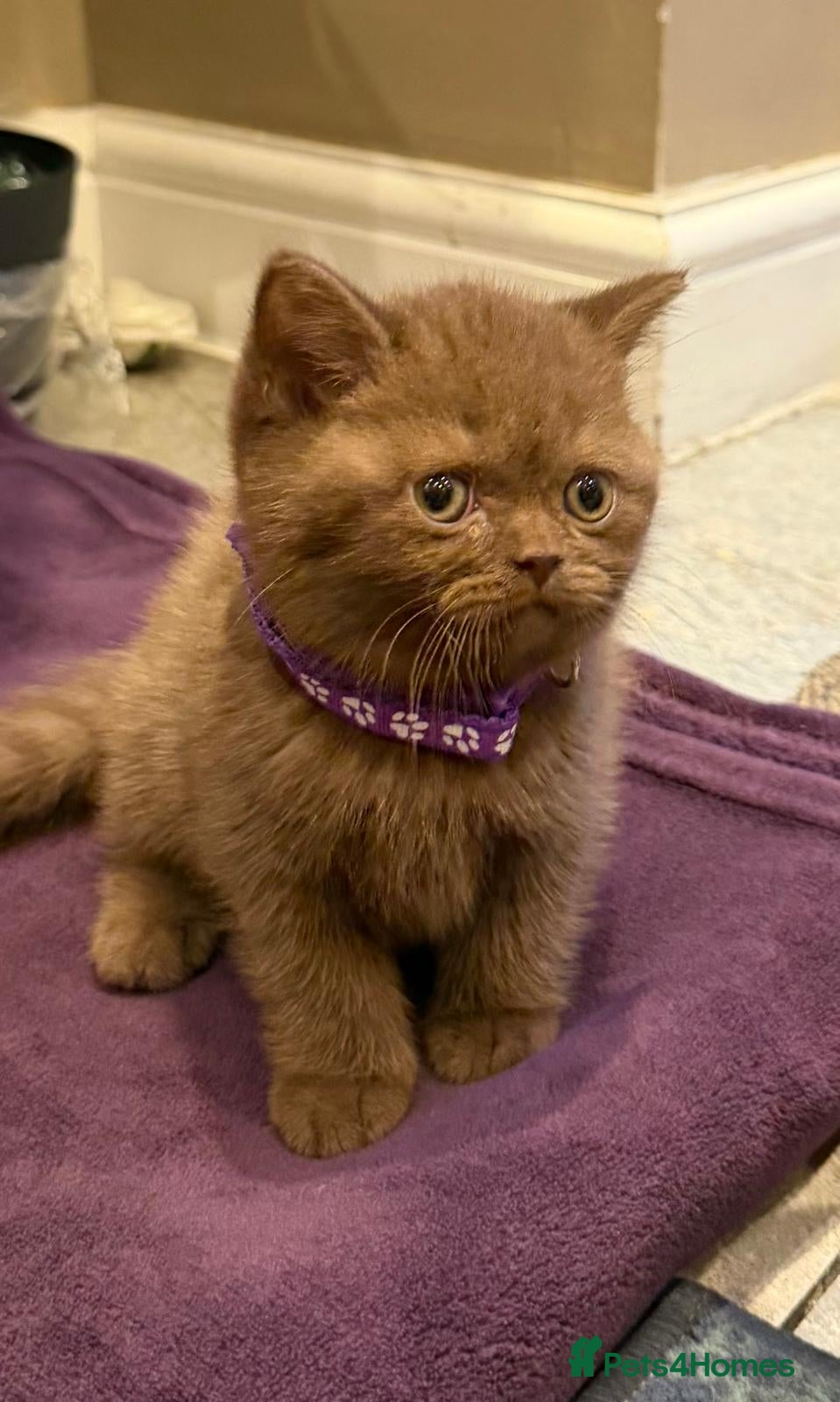 British Shorthair cats Chunky British shorthair kitten  - Advert 1