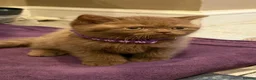 British Shorthair cats for sale: Chunky British shorthair kitten  - Advert 1