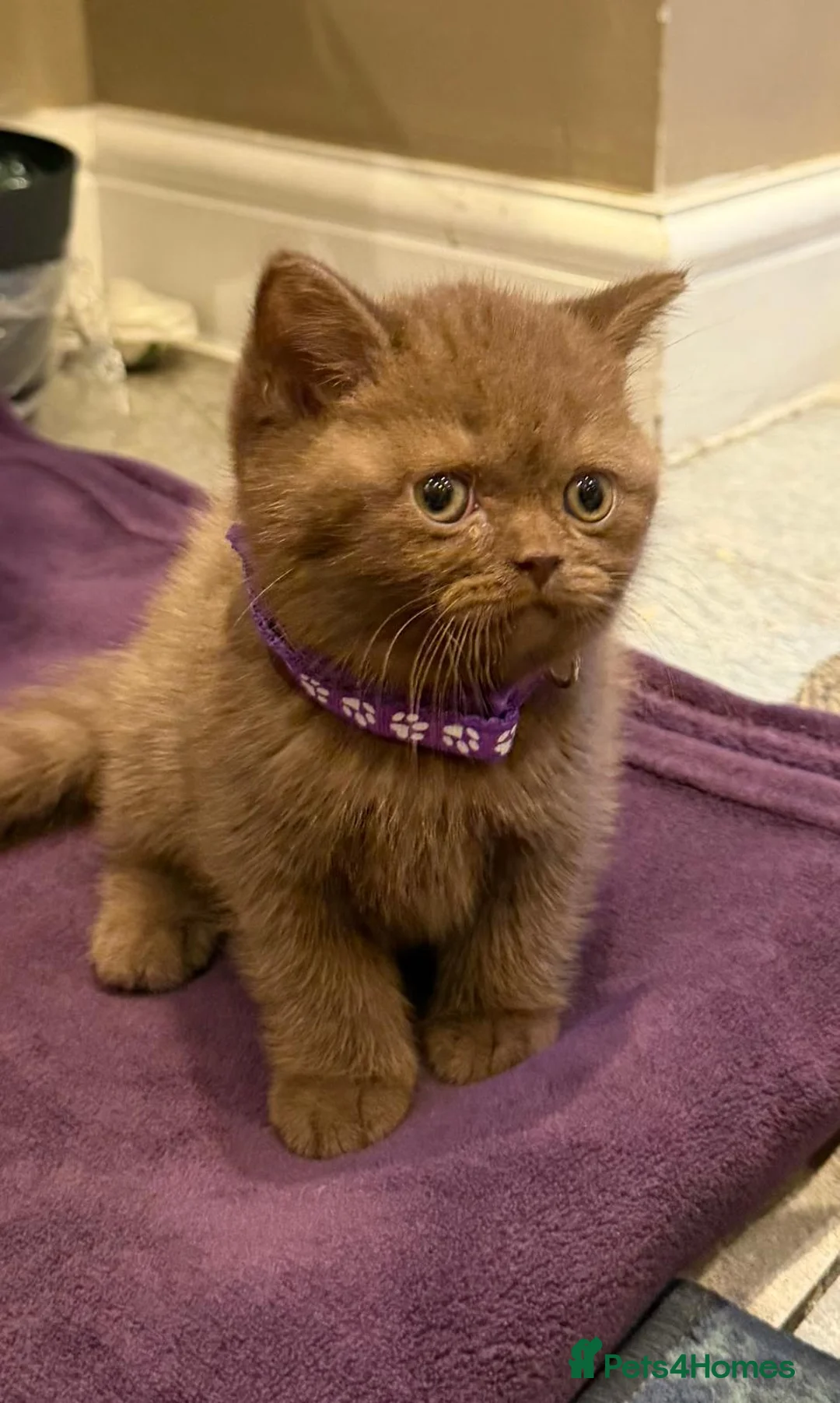 British Shorthair cats for sale: Chunky British shorthair kitten  - Advert 1