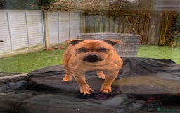 Staffordshire Bull Terrier dogs for sale: beautiful female red Staffordshire bullterrier - Image 6