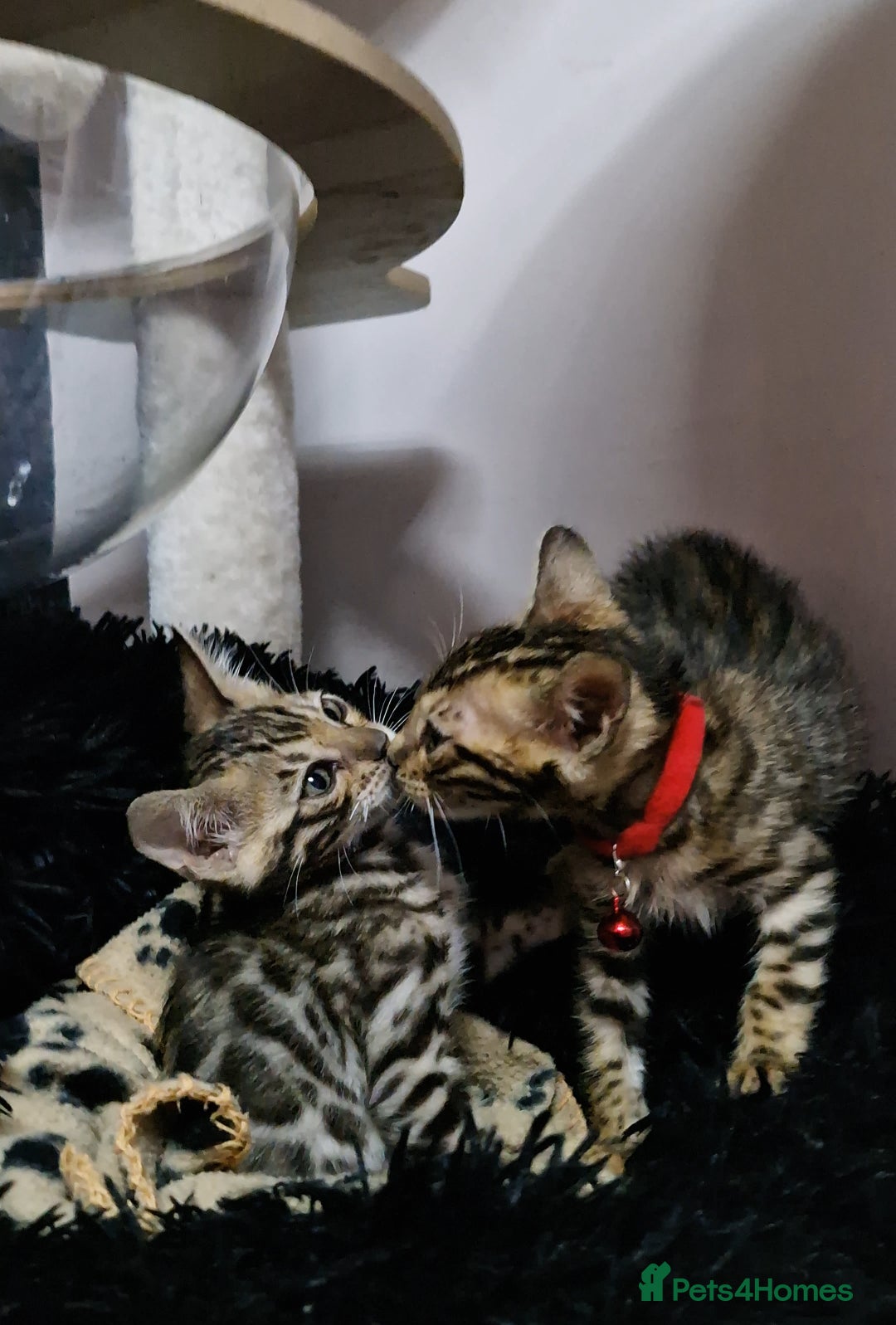 Bengal cats for sale: TICA Genetic & Health Tested Bengal Kittens  - Image 16