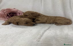 Toy Poodle dogs for sale: Stunning toy poodles  - Image 17