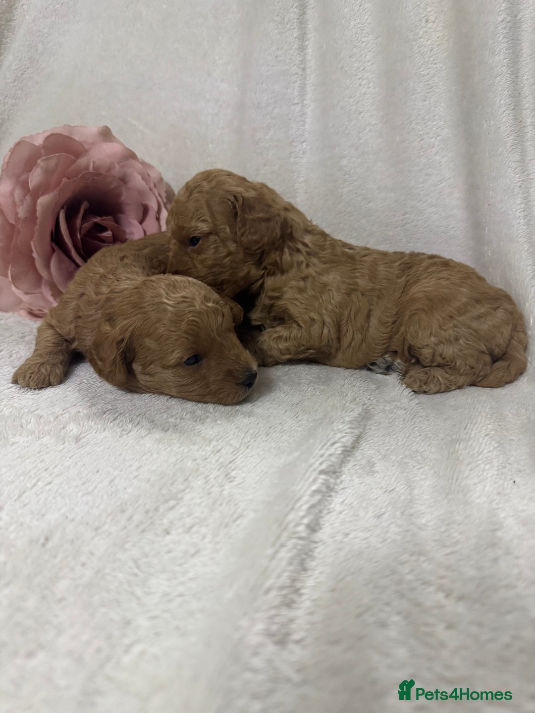 Toy Poodle dogs for sale: Stunning toy poodles  - Image 17