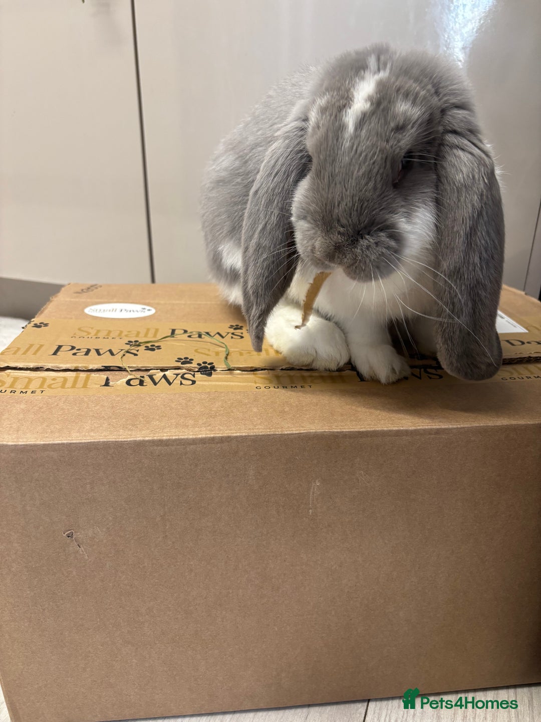 French Lop rabbits for sale: French Lop Bunny - Advert 3